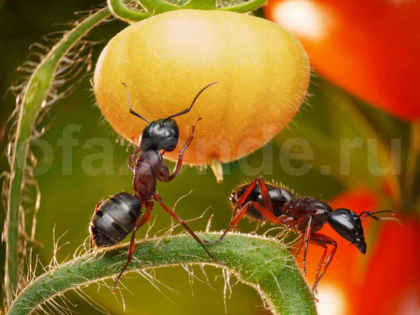 Способы избавления от муравьев